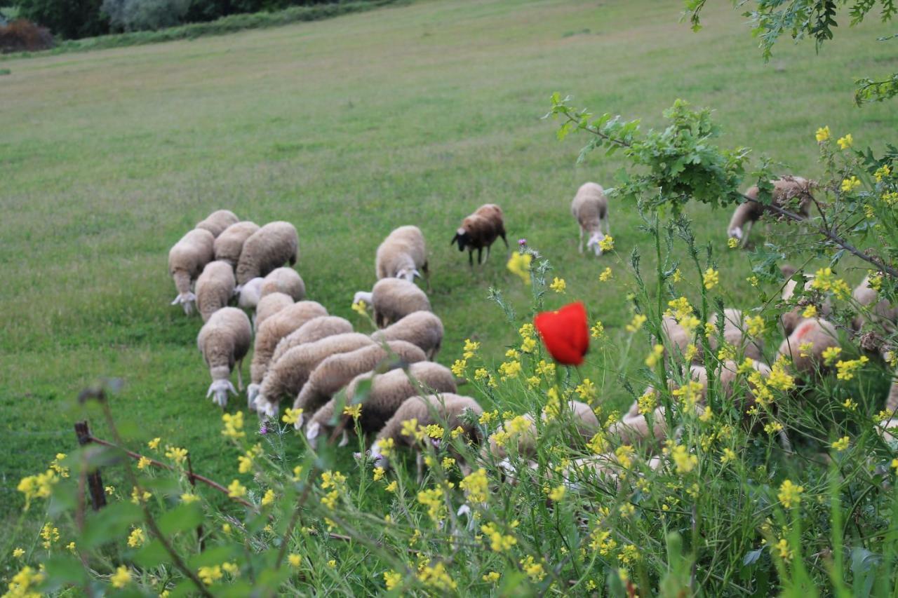 Agriturismo Cantagalli ซันกีรีโกดอร์เชีย ภายนอก รูปภาพ